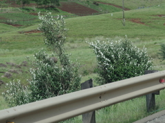 Buddleja salviifolia