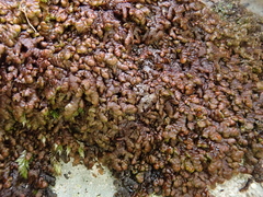 Frullania tamarisci