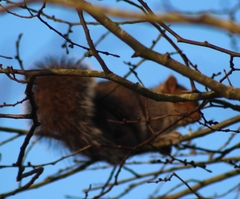 Sciurus carolinensis