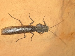 Tarachodes sanctus