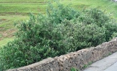 Buddleja salviifolia