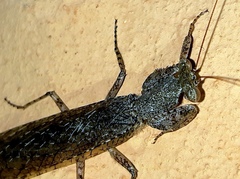 Tarachodes sanctus