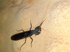 Tarachodes sanctus