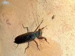 Tarachodes sanctus