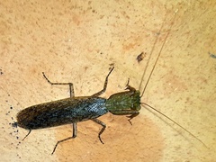 Tarachodes sanctus
