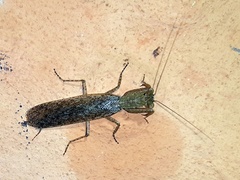 Tarachodes sanctus