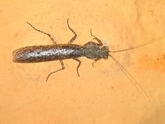 Tarachodes sanctus