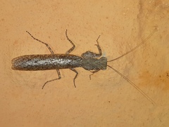 Tarachodes sanctus