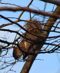 Sciurus carolinensis