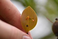 Lepanthes pecunialis