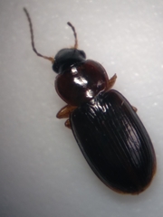 Agonoleptus conjunctus