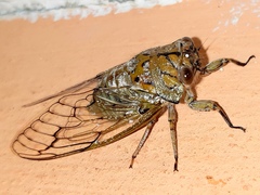 Oxypleura lenihani