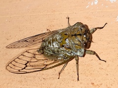 Oxypleura lenihani