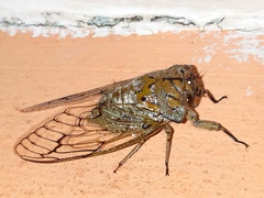 Oxypleura lenihani