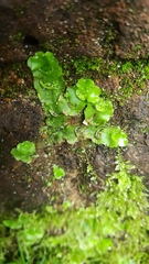 Lunularia cruciata