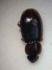 Agonoleptus conjunctus
