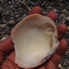 Megapitaria aurantiaca