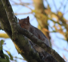 Sciurus carolinensis