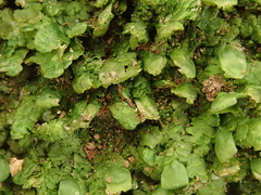 Radula lindenbergiana