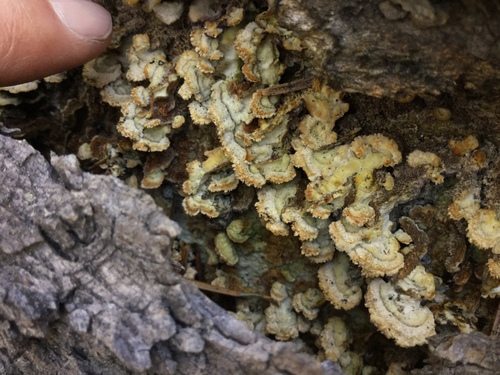 iNaturalist observation photo of Trichaptum