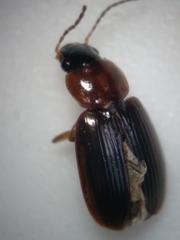 Agonoleptus conjunctus