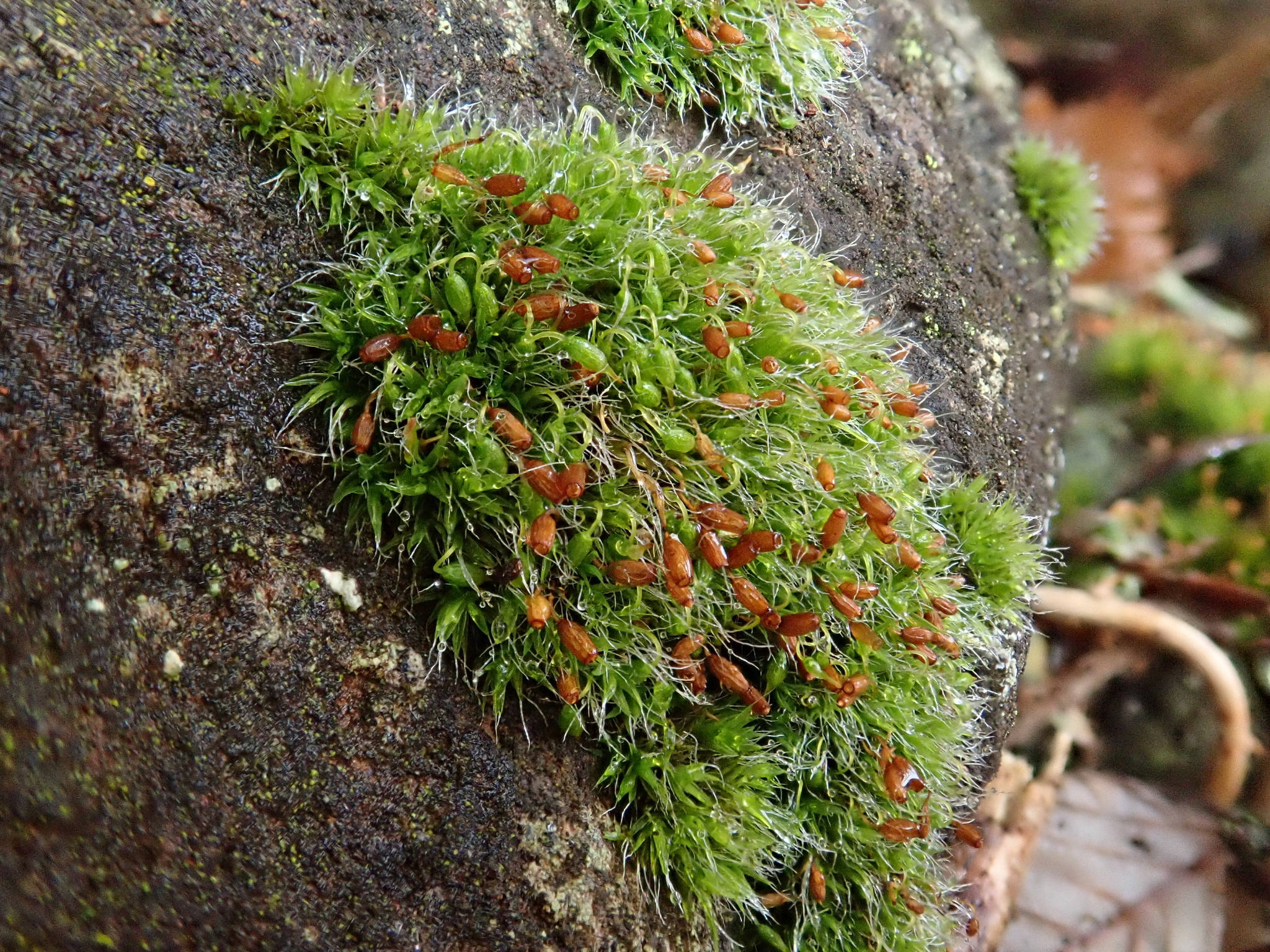 Grimmia pulvinata