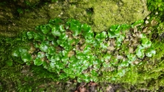 Lunularia cruciata