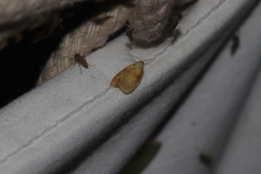 Acleris curvalana