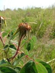 Rosa gallica