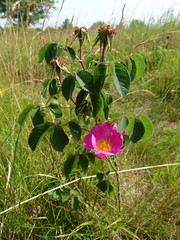 Rosa gallica