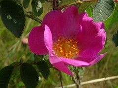 Rosa gallica