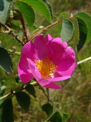 Rosa gallica