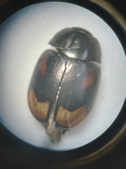 Sphaeridium scarabaeoides