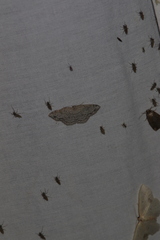 Cyclophora pendulinaria