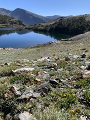 Ivesia lycopodioides