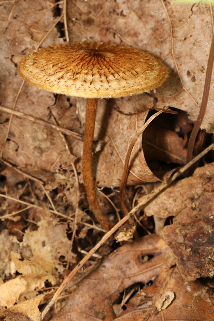 zoned-hairy-parachute-from-3451-harmonie-state-park-rd-new-harmony-in