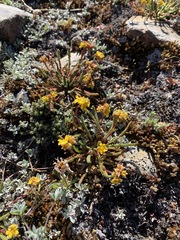 Ivesia lycopodioides