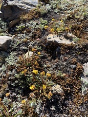 Ivesia lycopodioides