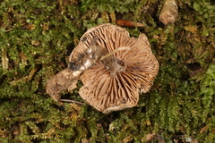 Clitopilus brunnescens