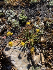 Ivesia lycopodioides