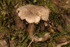 Clitopilus brunnescens