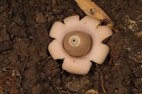 Geastrum