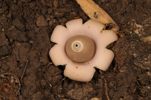 Geastrum (Photo 2 of 2)