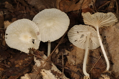 Heliomyces decolorans