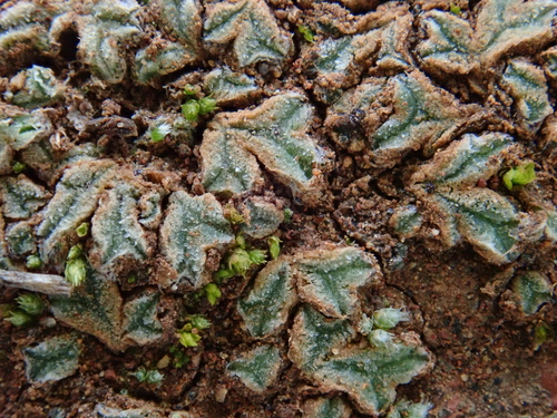 Riccia papillosa
