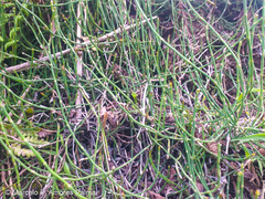 Equisetum bogotense