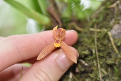 Maxillaria acutifolia