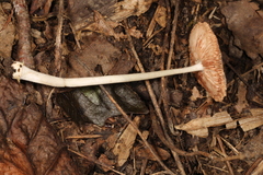 Pluteus deceptivus