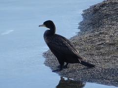 Phalacrocorax carbo