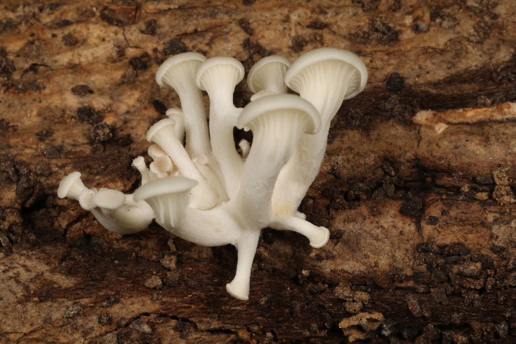 oyster-mushrooms-from-3451-harmonie-state-park-rd-new-harmony-in